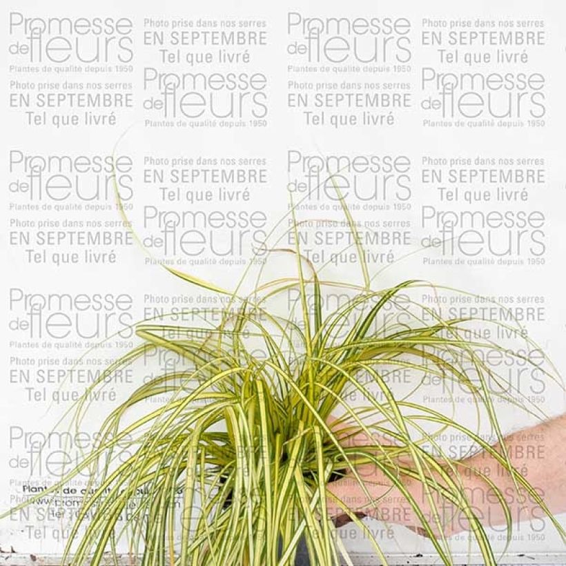 Esempio di esemplare Carex oshimensis Evergold en godet de 9 cm come consegnato