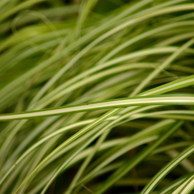 Carex oshimensis Evergold - Carice giapponese (Fogliame)