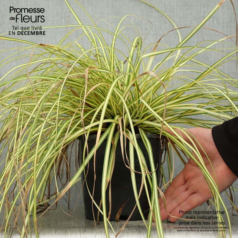 Carex oshimensis Eversheen - Laîche d'Oshima - Pot de 2L/3L esemplare consegnato in inverno