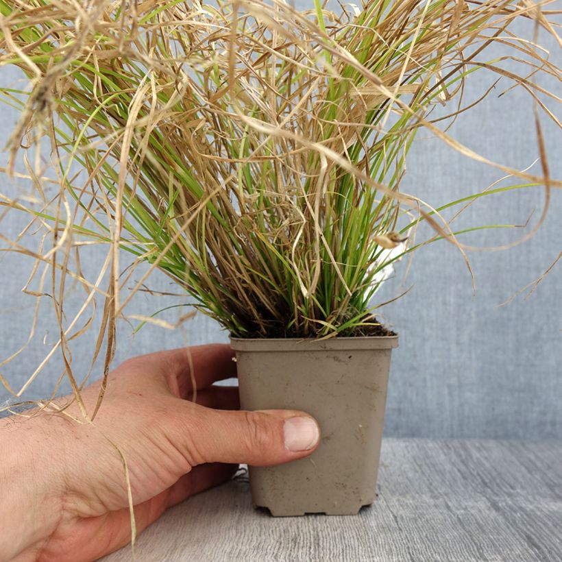 Carex remota - Laîche espacée Godet de 8/9 cm esemplare consegnato in primavera