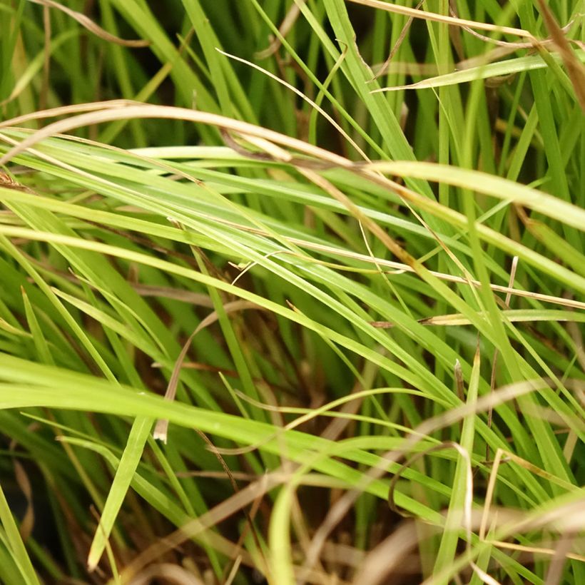 Carex remota (Fogliame)