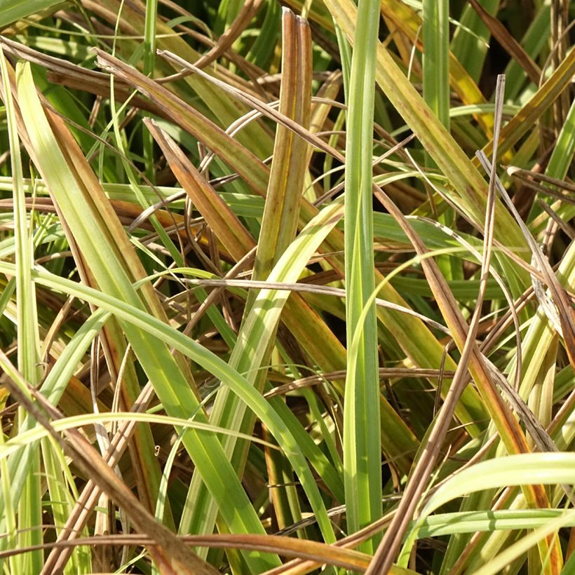 Carex trifida Rekohu Sunrise (Fogliame)