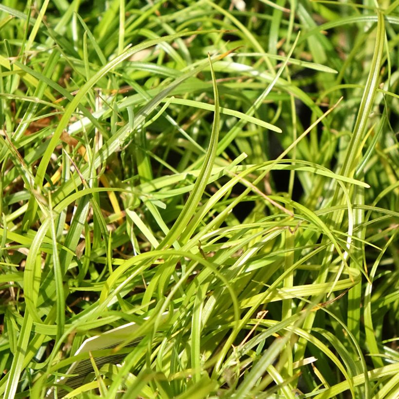 Carex umbrosa - Carice ombrosa (Fogliame)