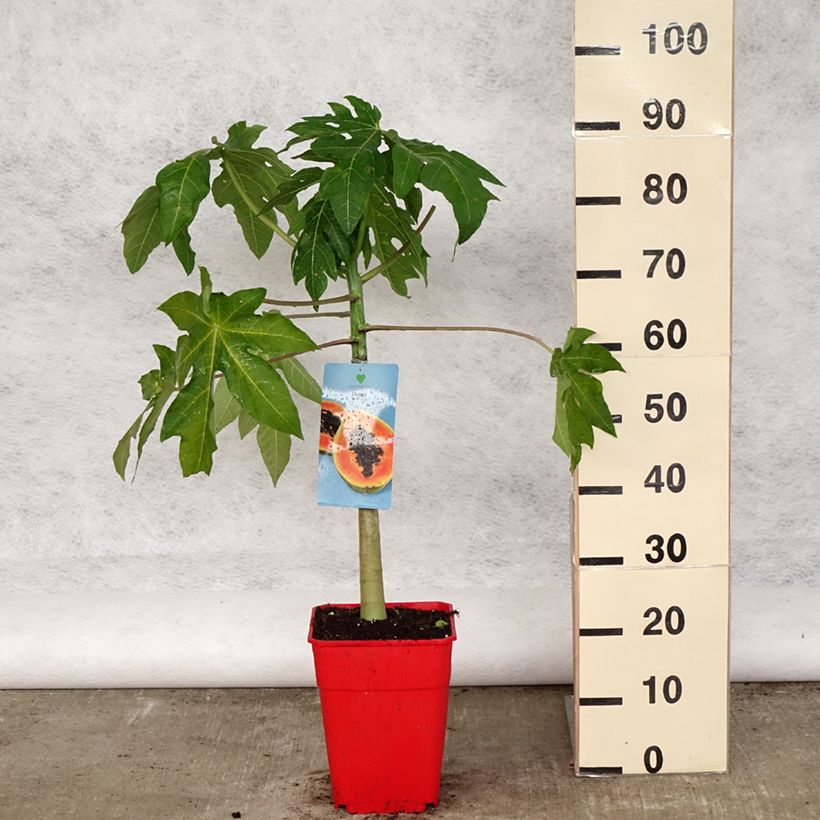 Carica papaya- Papayer - Pot de 6L/7L esemplare consegnato in primavera