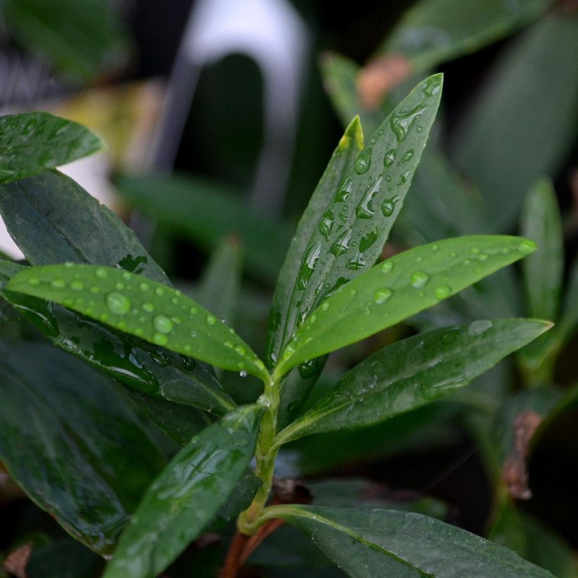 Carpenteria californica (Fogliame)