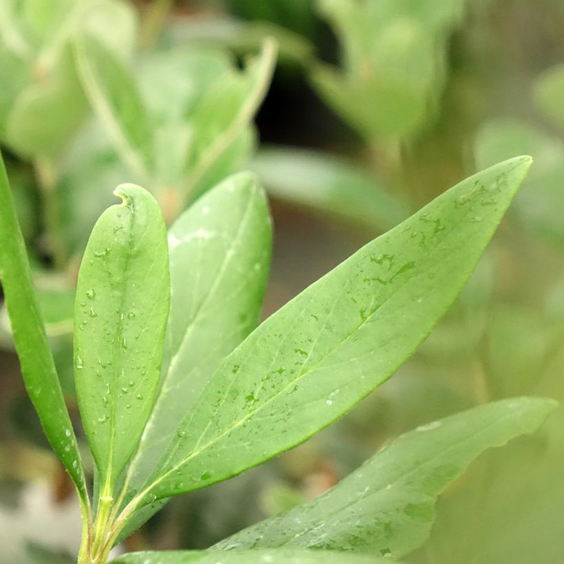 Carpenteria californica Bodnant (Fogliame)