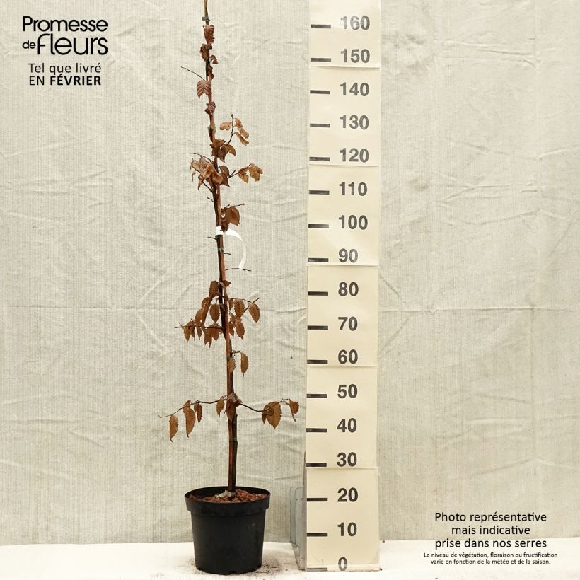 Carpinus betulus 150/175cm en pot de 4L/5L- Charme commun  esemplare consegnato in inverno