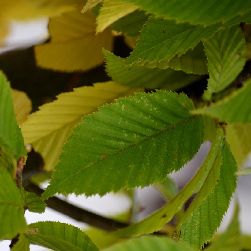 Carpinus betulus Fastigiata - Carpino bianco (Fogliame)