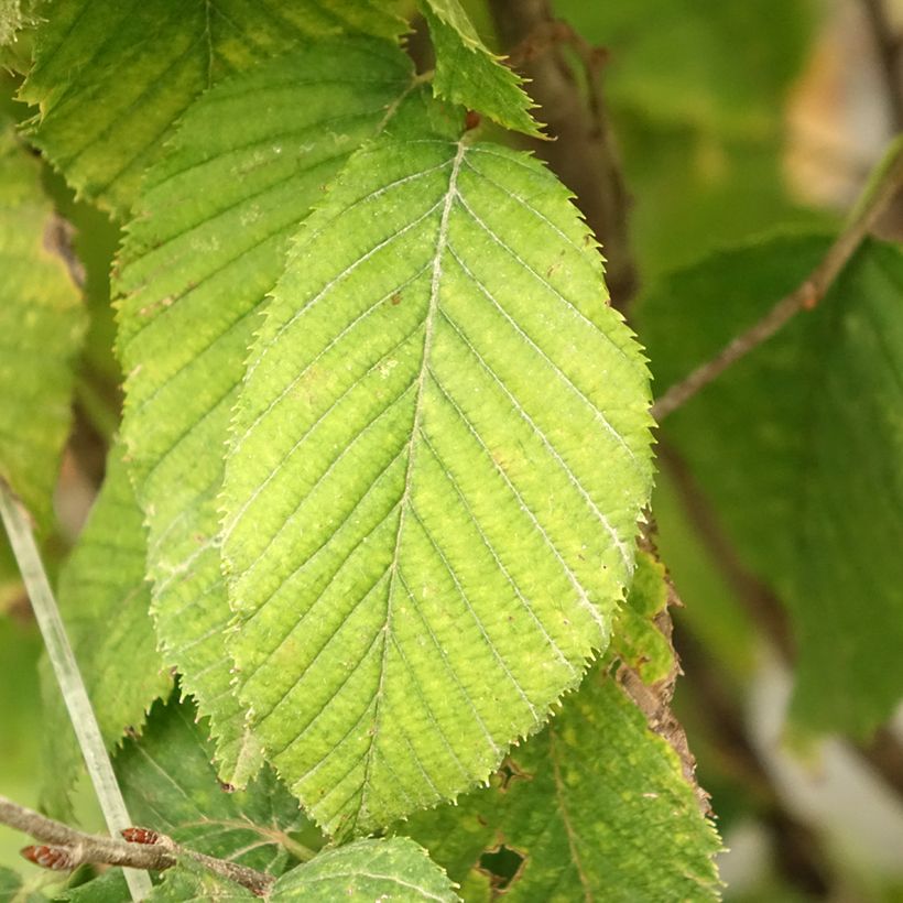 Carpinus betulus Fastigiata Monument - Carpino bianco (Fogliame)