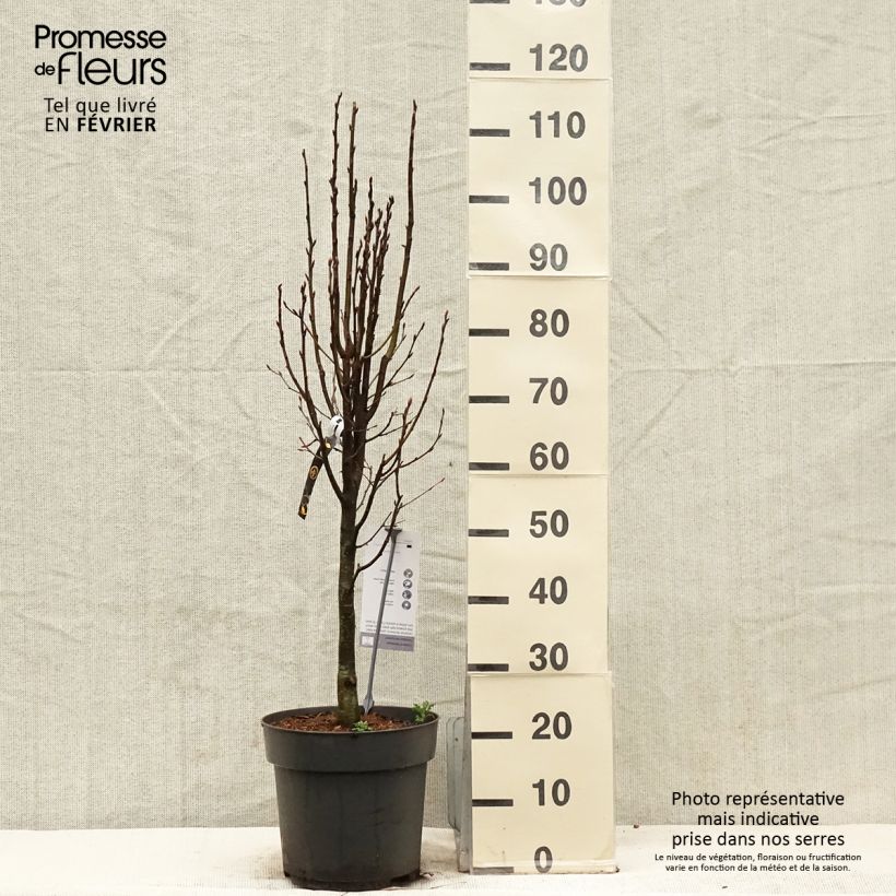 Carpinus betulus Fastigiata Monument - Charme commun fastigié - Pot de 7,5L/10L esemplare consegnato in inverno