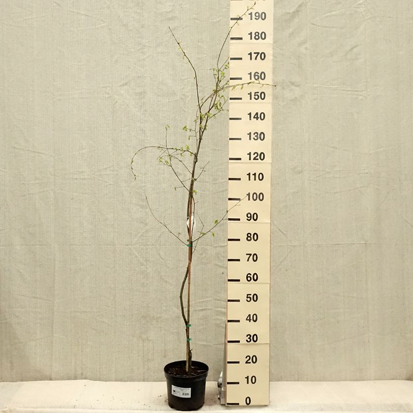 Carpinus betulus Foliis Argenteovariegatis Pendula  - Pot de 4L/5L esemplare consegnato in primavera