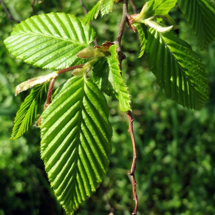 Carpinus betulus Frans Fontaine - Carpino bianco (Porto)