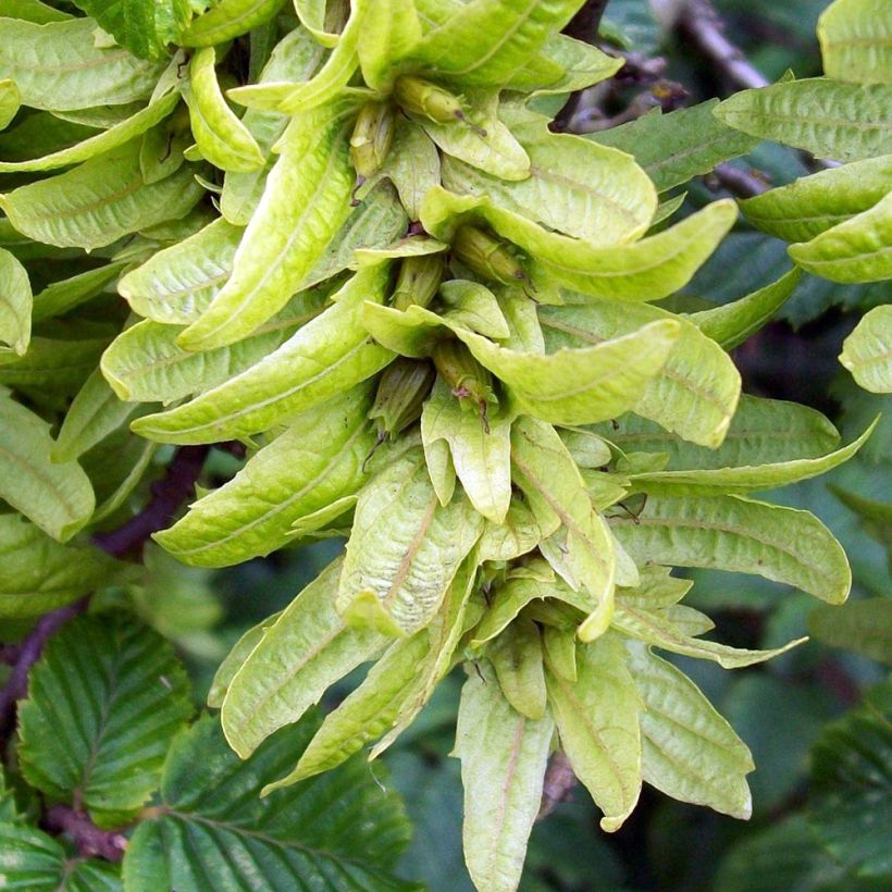 Carpinus betulus Frans Fontaine - Carpino bianco (Raccolta)