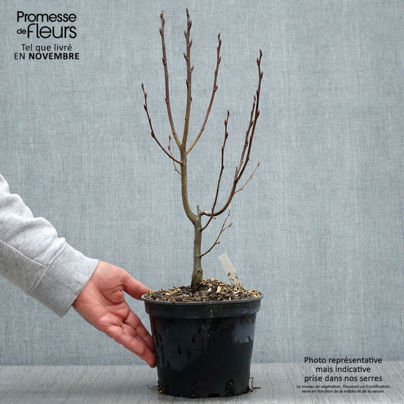 Carpinus betulus Monumentalis - Charme commun Pot de 2L/3L esemplare consegnato in inverno