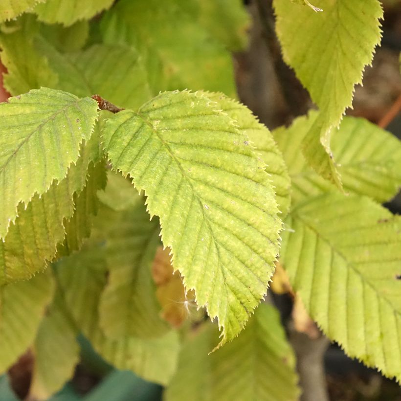 Carpinus betulus Monumentalis - Carpino bianco (Fogliame)