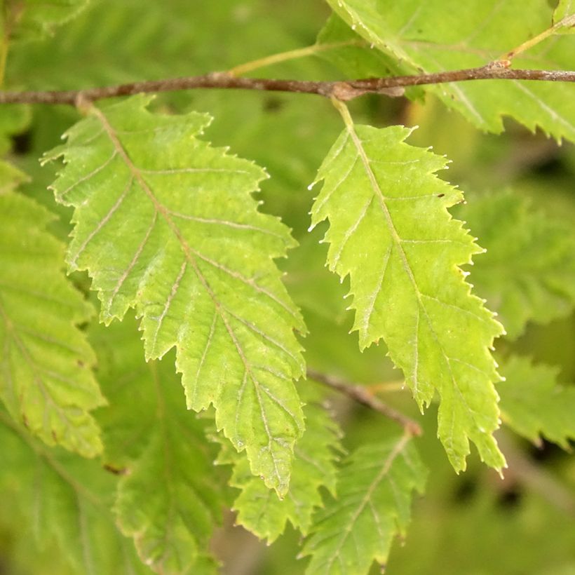 Carpinus betulus Quercifolia - Carpino bianco (Fogliame)