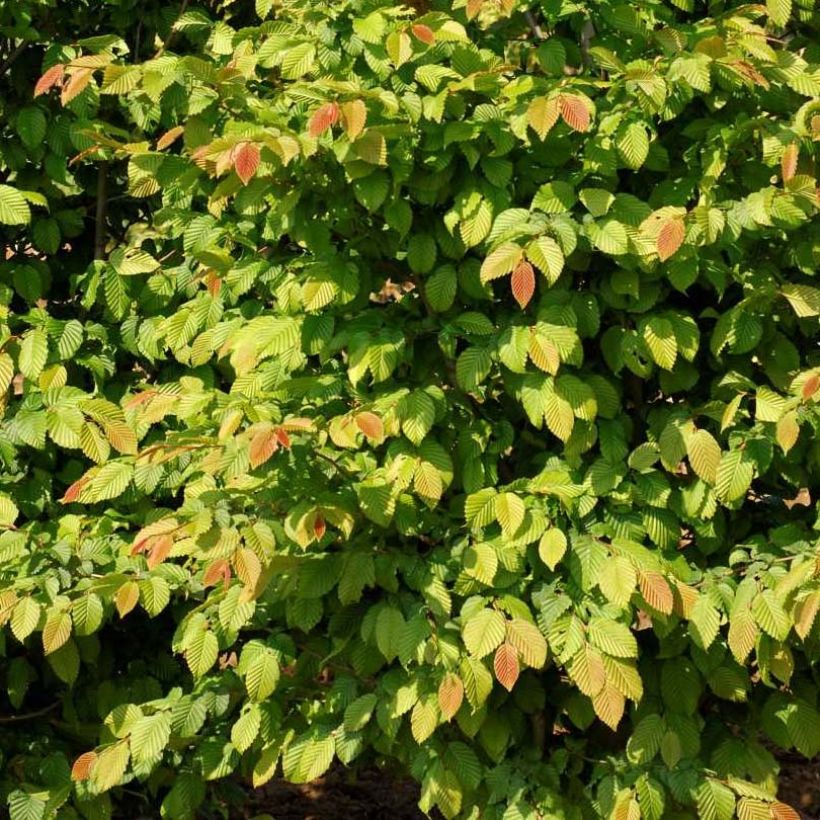 Carpinus betulus Stegemanns Primus - Carpino bianco (Fogliame)