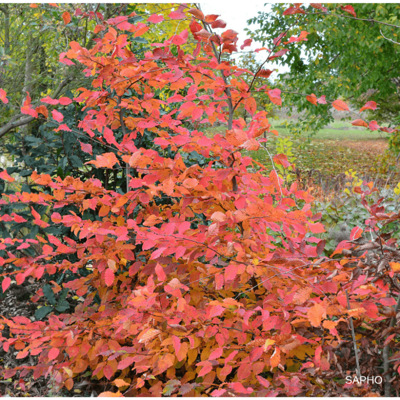 Carpinus betulus Rockhampton Red - Carpino bianco (Porto)