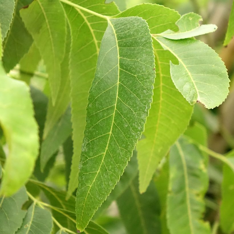 Carya illinoinensis Delmas - Pecan (Fogliame)