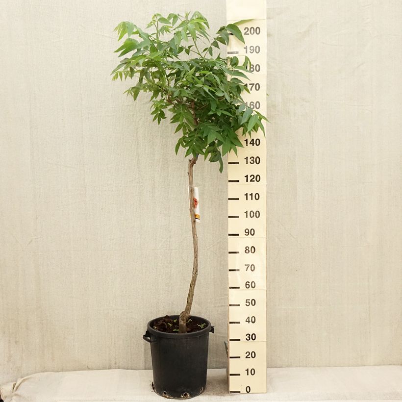 Carya illinoinensis - Noix de Pécan - Pacanier Pot de 20L/25L esemplare consegnato in primavera