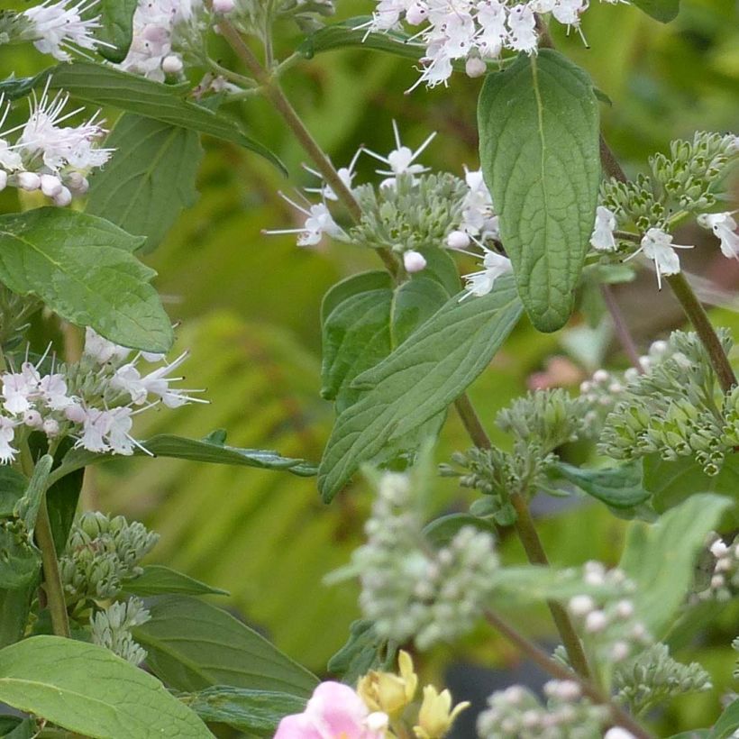 Caryopteris clandonensis Pink Perfection (Fogliame)