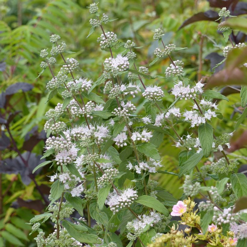 Caryopteris clandonensis Pink Perfection (Fioritura)