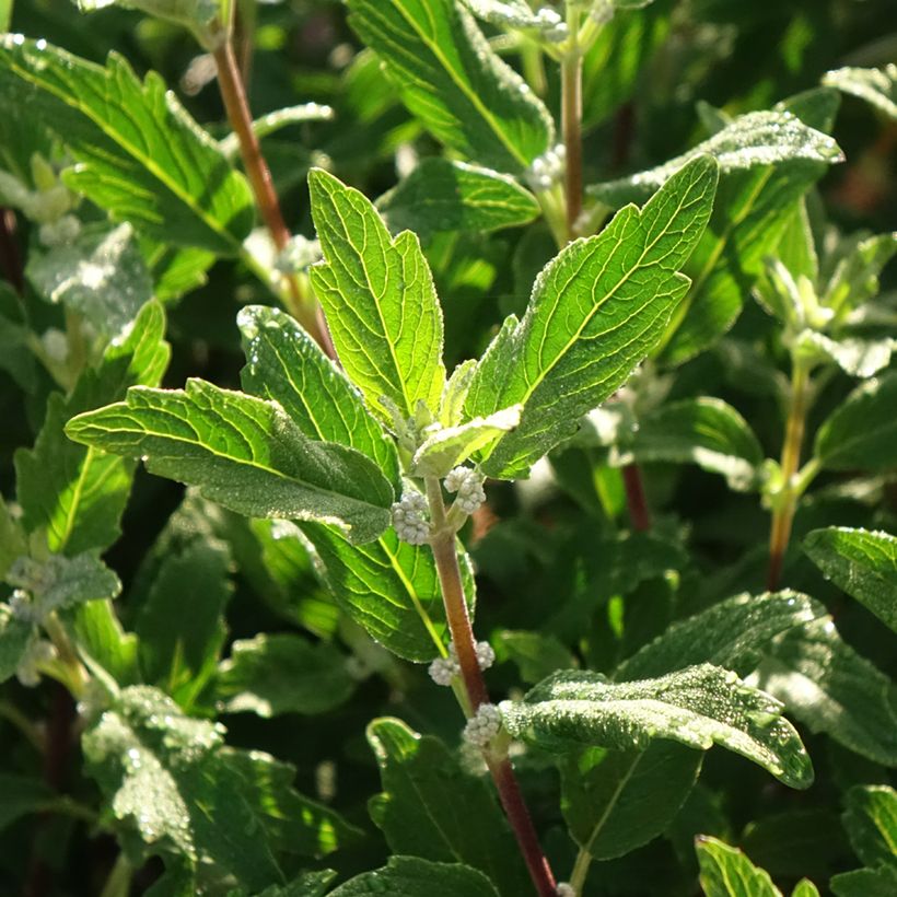 Caryopteris clandonensis Beyond Midnight (Fogliame)