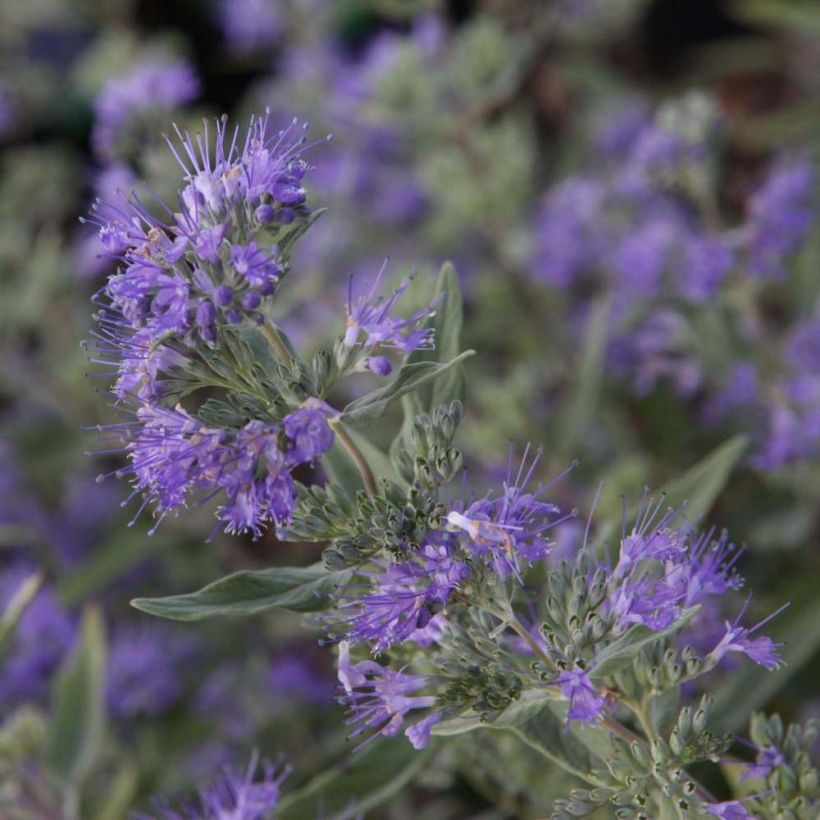 Caryopteris clandonensis Ferndown (Fioritura)