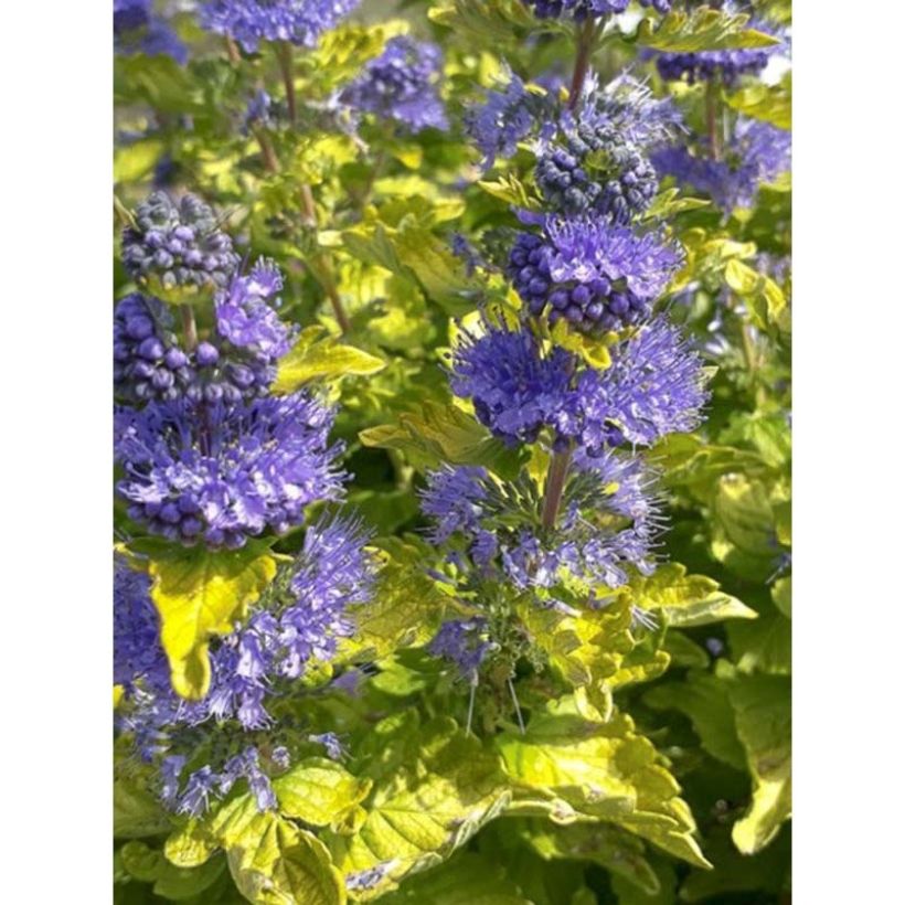 Caryopteris clandonensis Good as Gold (Fioritura)