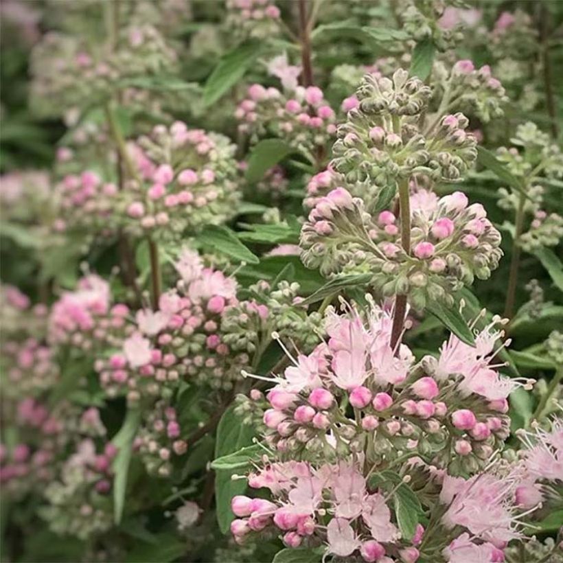 Caryopteris clandonensis Stephi (Fioritura)