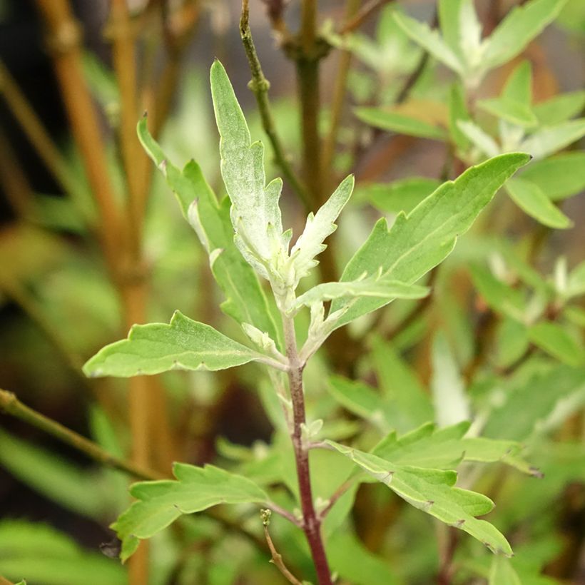 Caryopteris clandonensis Sterling silver (Fogliame)