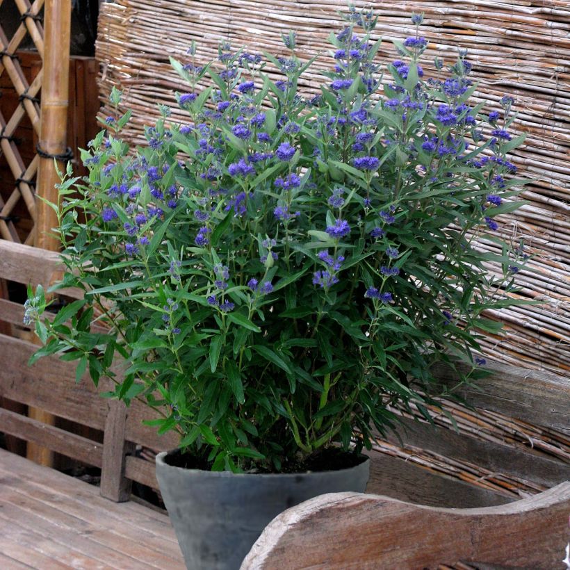 Caryopteris clandonensis Thetis (Porto)