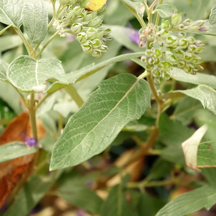 Caryopteris clandonensis Thetis (Fogliame)