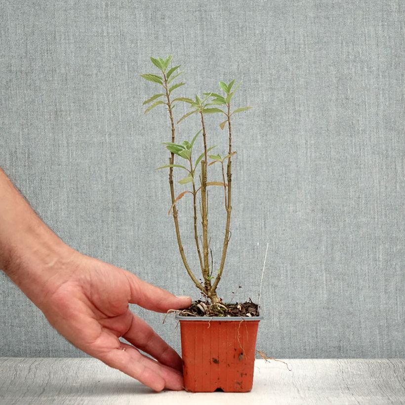 Esemplare di Caryopteris Grand Bleu - Spirée bleue en godet consegnato in estate