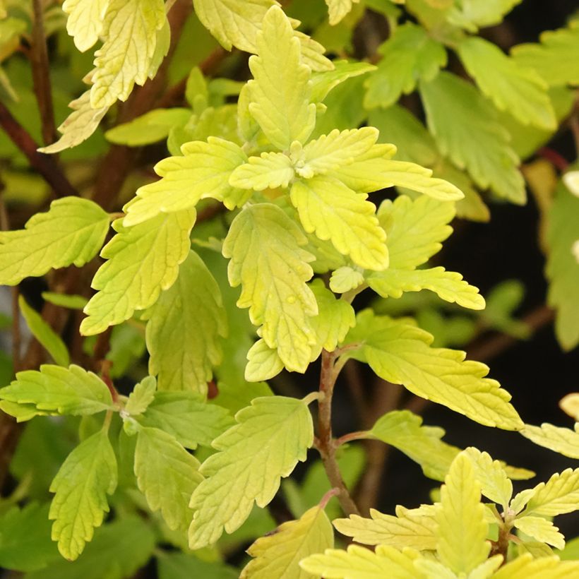 Caryopteris incana Sunny Blue (Fogliame)