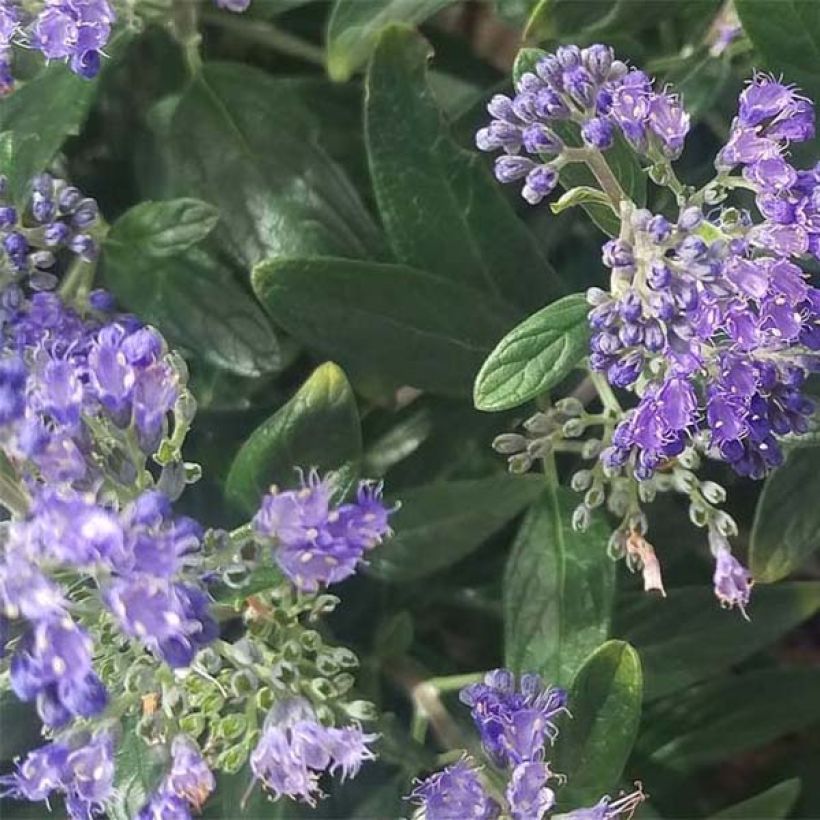 Caryopteris clandonensis Petit Bleu (Fogliame)