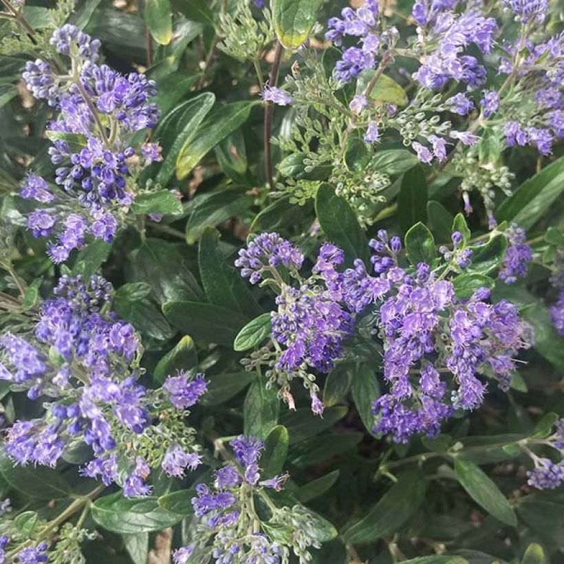 Caryopteris clandonensis Petit Bleu (Fioritura)