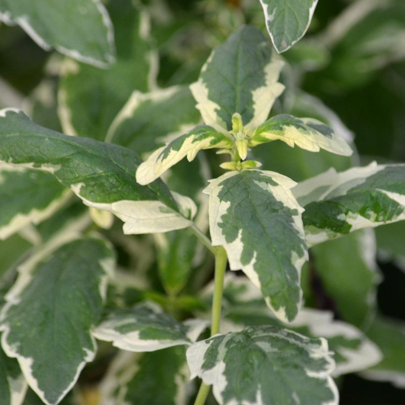 Caryopteris clandonensis White Surprise (Fogliame)