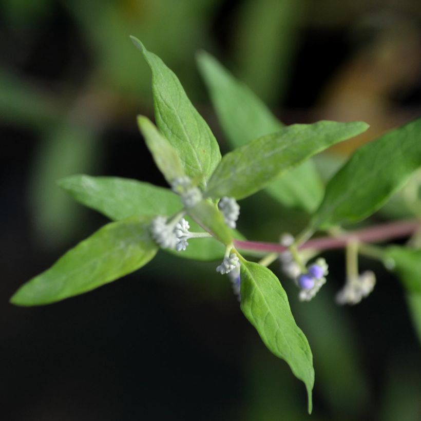 Caryopteris clandonensis Worcester Gold (Fogliame)