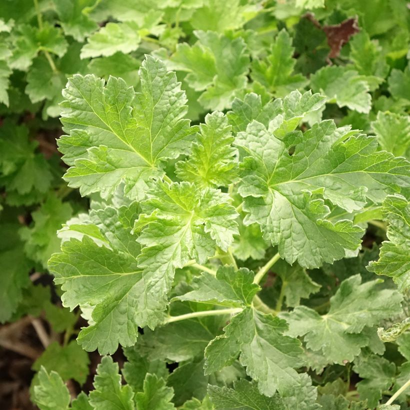 Ribes x nidigrolaria ConfiBeere Jodeli - Josta (Fogliame)