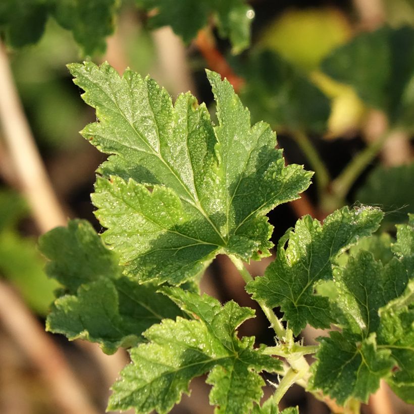 Ribes x nidigrolaria ConfiBeere Jofruti - Josta (Fogliame)