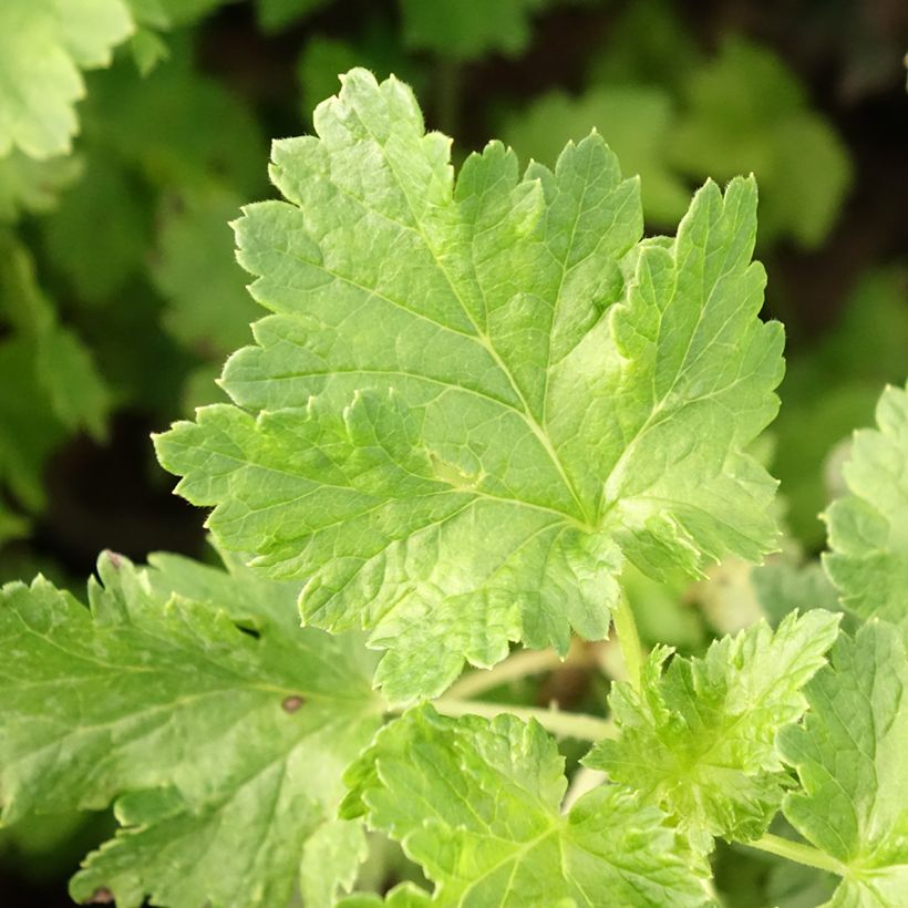 Ribes x nidigrolaria ConfiBeere Jogusto - Josta (Fogliame)