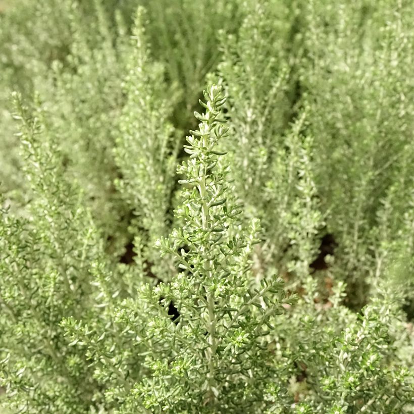 Cassinia retorta Ward Silver (Fogliame)