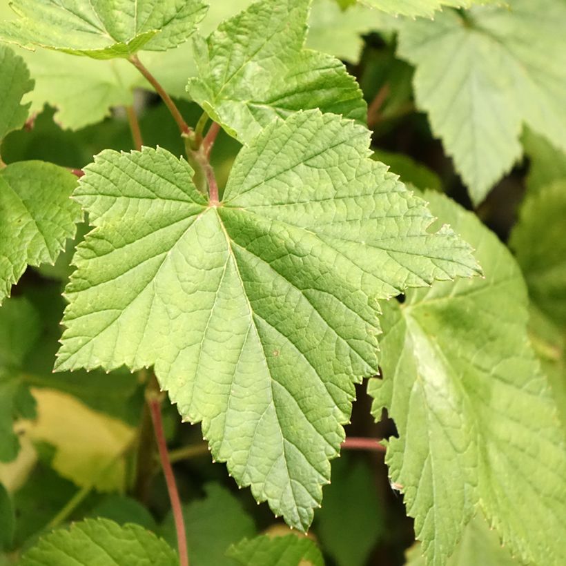 Ribes nero Ben Nevis (Fogliame)