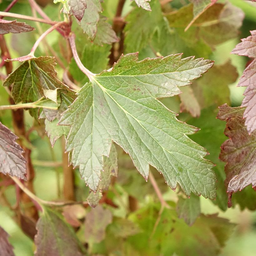 Ribes nero Black'n Red Premiere (Fogliame)