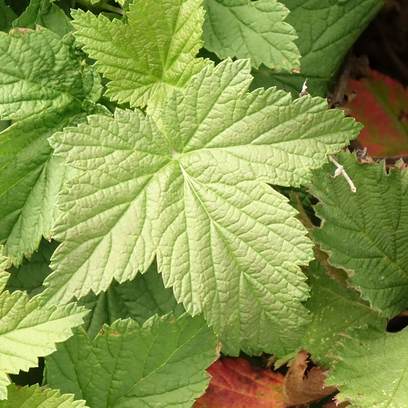 Ribes nero Cassissima Green Life (Fogliame)