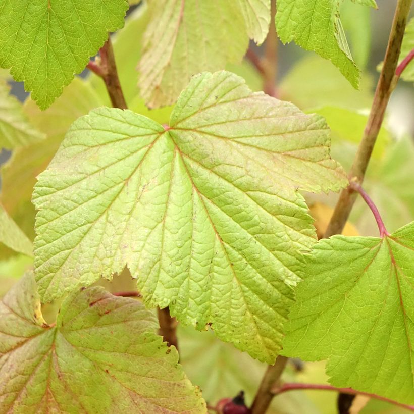 Ribes nero Géant de Boskoop (Fogliame)