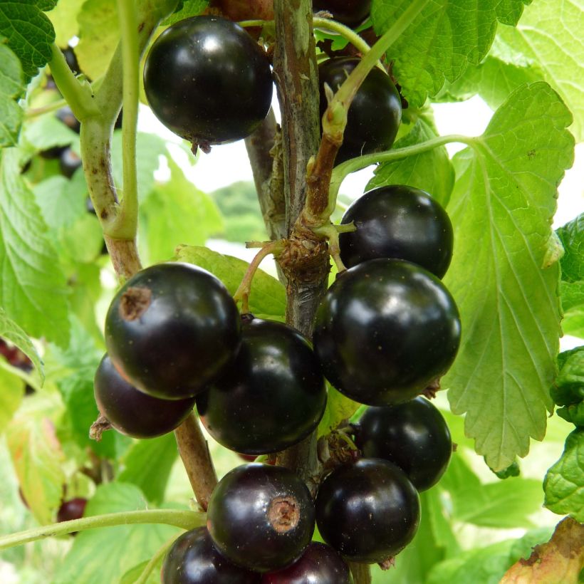 Ribes nero Noiroma (Raccolta)