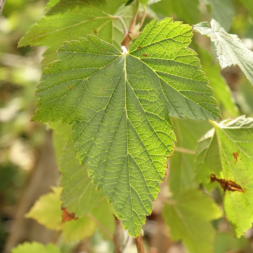 Ribes nero Ojebyn (Fogliame)