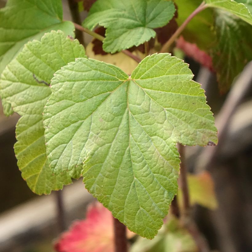 Ribes nero Titania (Fogliame)